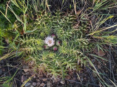 Cirsium scariosum, photographed by Trevor Van Loon