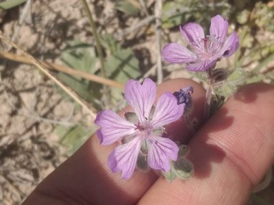 Geranium tuberosum, photographed by Ben Costamagna
