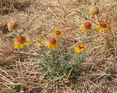 Gaillardia pinnatifida, photographed by Lyrae