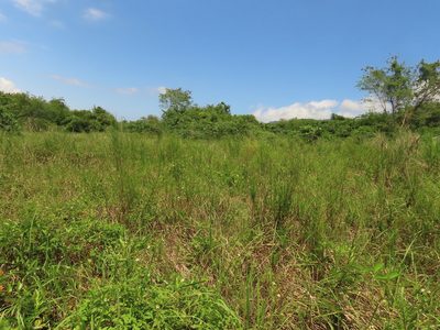 Artemisia capillaris, photographed by chiuluan