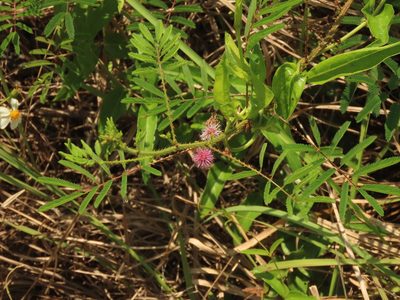 Mimosa diplotricha, photographed by chiuluan