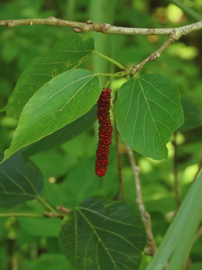 Morus macroura, photographed by chiuluan