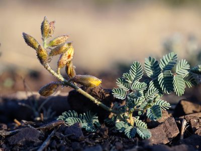 Hoffmannseggia glauca, photographed by Andrew Tree