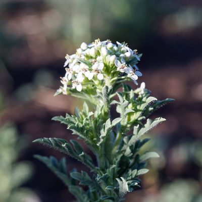 Lepidium thurberi, photographed by Andrew Tree