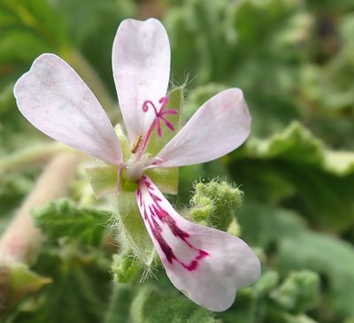 Pelargonium panduriforme, photographed by Nicola van Berkel