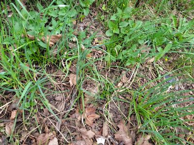 Allium oleraceum, photographed by Dmitriy Bochkov