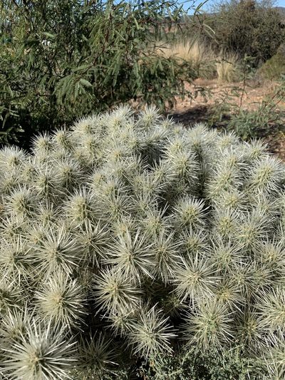 Cylindropuntia pallida, photographed by Dave Richardson
