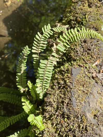 Asplenium monanthes, photographed by Asher P Higgins