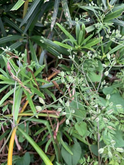 Torilis scabra, photographed by 岸本年郎