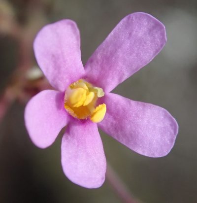 Chaenostoma denudatum, photographed by Nicola van Berkel