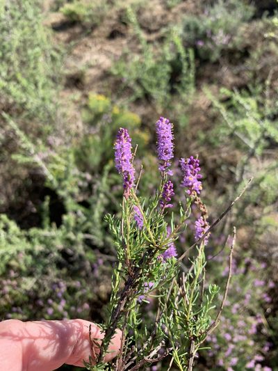 Selago geniculata, photographed by Dave Richardson
