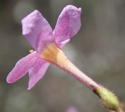 Chaenostoma denudatum, photographed by Nicola van Berkel