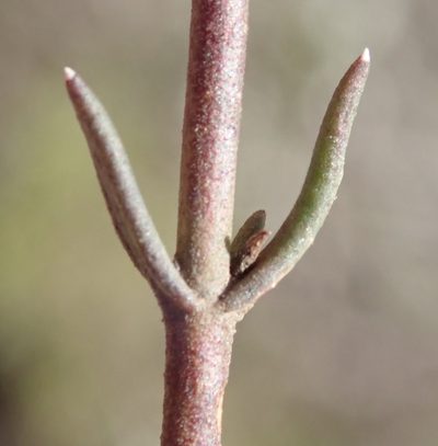 Chaenostoma denudatum, photographed by Nicola van Berkel