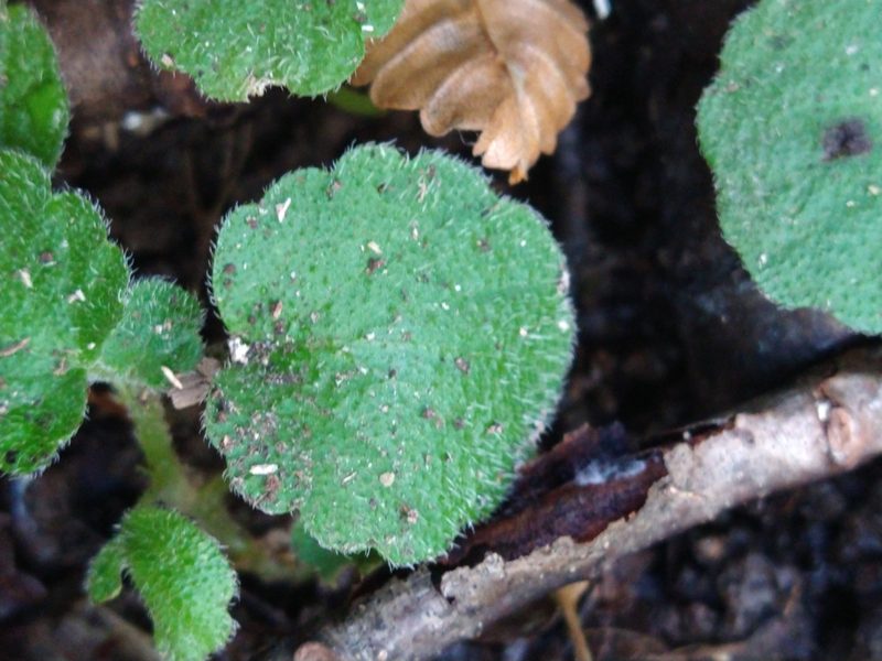 Dysopsis glechomoides, photographed by Pablo
