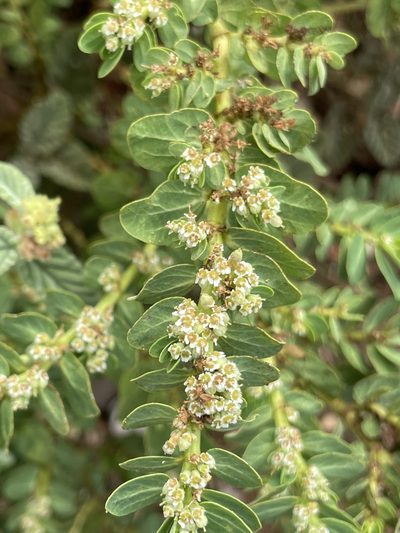 Euphorbia anthonyi, photographed by Sula Vanderplank