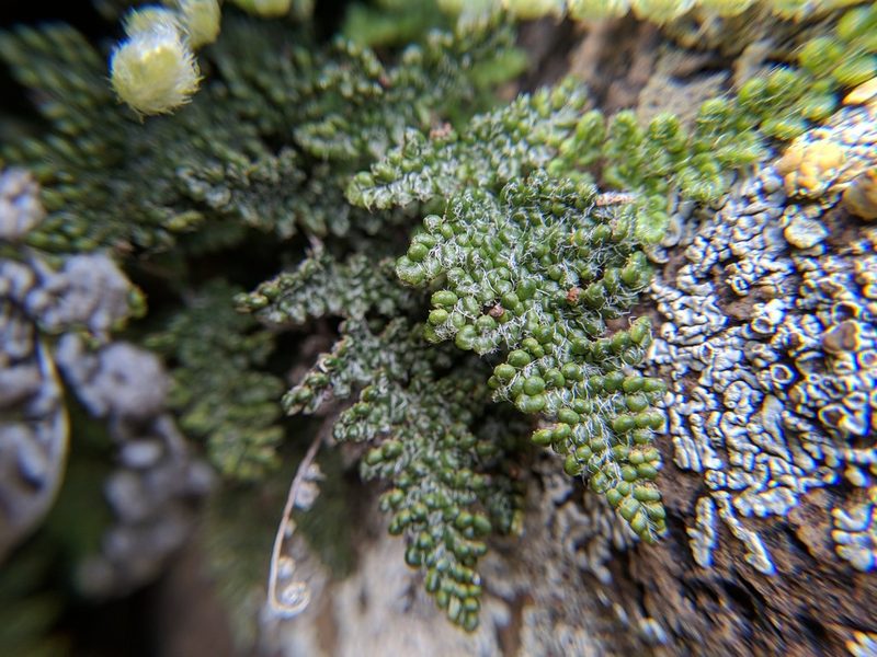 Myriopteris intertexta, photographed by Timothy McNitt