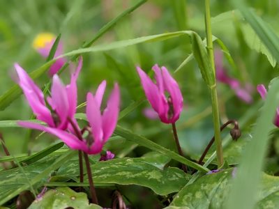 Cyclamen repandum, photographed by Derek Winterburn