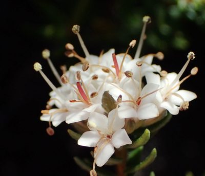 Macrostylis villosa, photographed by Nicola van Berkel