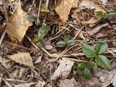 Rubus hispidus, photographed by Laura J. Costello