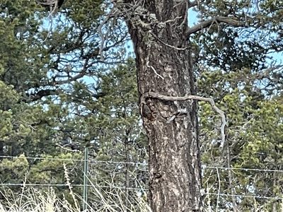 Pinus edulis, photographed by CK2AZ