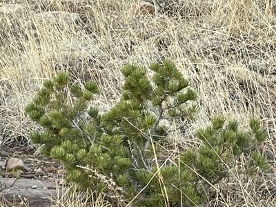 Pinus edulis, photographed by CK2AZ