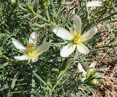 Peganum harmala, photographed by Lyrae