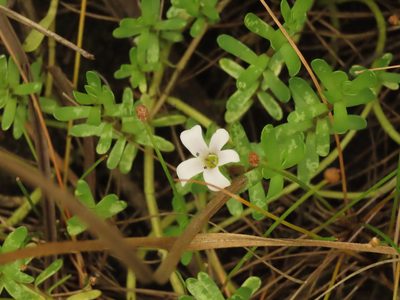 Bacopa monnieri, photographed by chiuluan