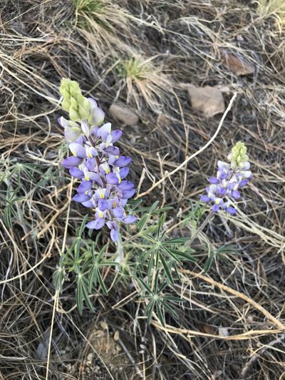 Lupinus neomexicanus, photographed by brettaugust