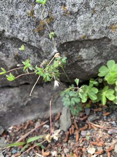 Semiaquilegia adoxoides, photographed by 岸本年郎