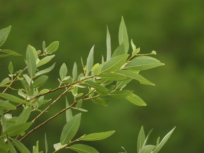 Salix mesnyi, photographed by chiuluan