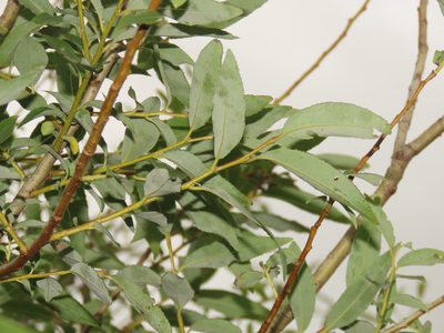 Salix mesnyi, photographed by chiuluan