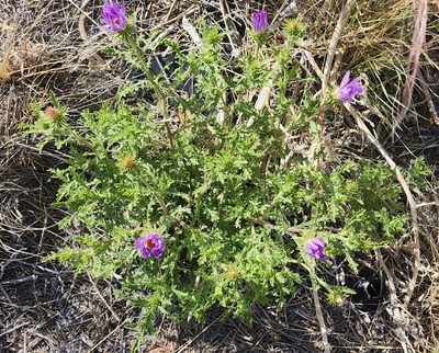 Machaeranthera tanacetifolia, photographed by Lyrae