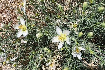 Peganum harmala, photographed by Lyrae