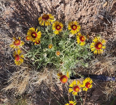 Gaillardia pinnatifida, photographed by Lyrae
