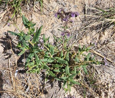 Phacelia integrifolia, photographed by Lyrae