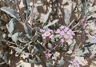 Abronia angustifolia, photographed by Lyrae