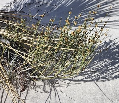 Ephedra torreyana, photographed by Lyrae