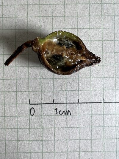 Sapium stylare, photographed by Nicolás Baresch Uribe