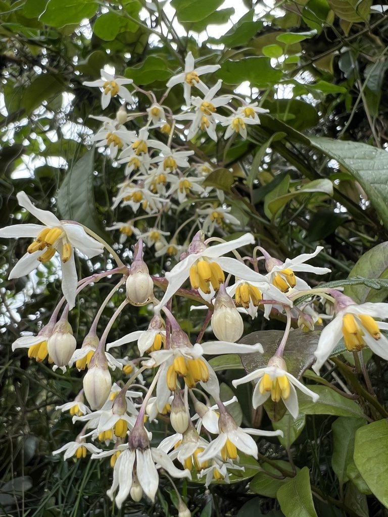 Solanum luculentum, photographed by Nicolás Baresch Uribe