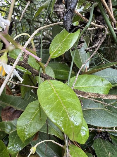 Solanum luculentum, photographed by Nicolás Baresch Uribe
