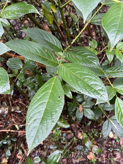 Turpinia occidentalis, photographed by Nicolás Baresch Uribe