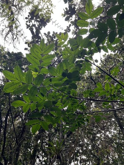 Turpinia occidentalis, photographed by Nicolás Baresch Uribe