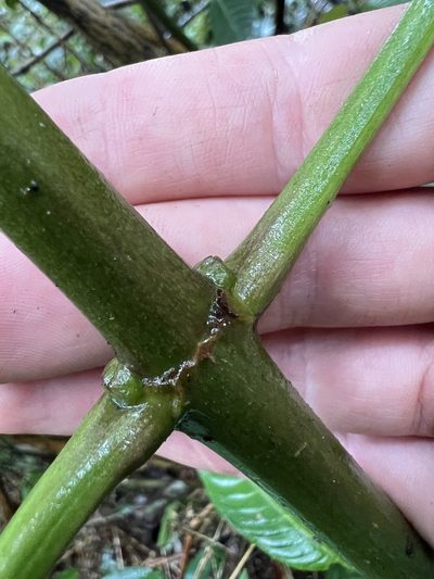 Turpinia occidentalis, photographed by Nicolás Baresch Uribe