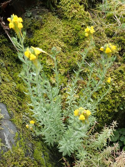 Linaria saxatilis, photographed by Will Cornwell