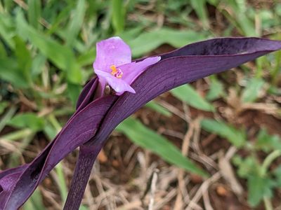 Tradescantia pallida, photographed by Pieter Huybrechts