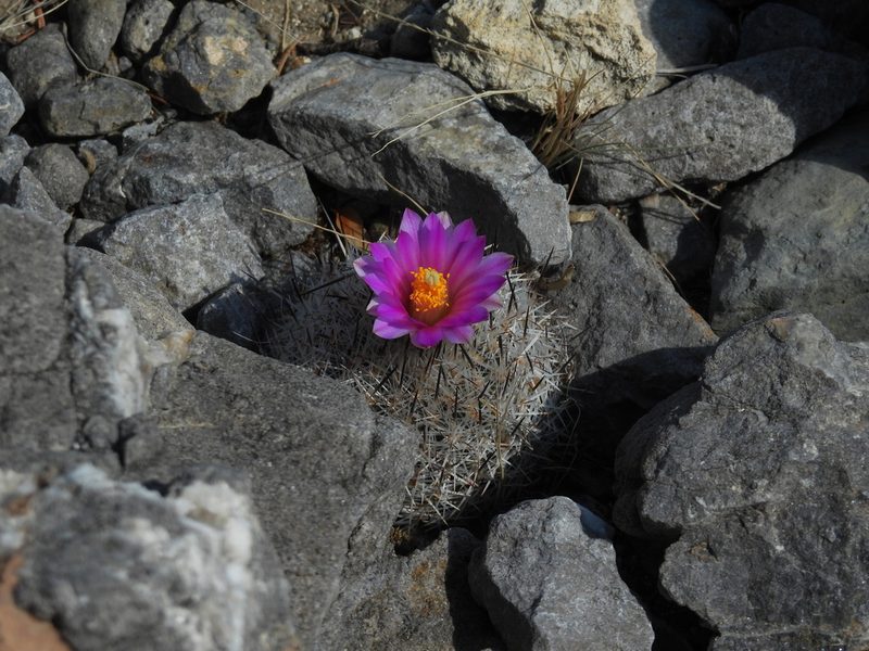 Rapicactus beguinii, photographed by Leticia Jiménez Hernández
