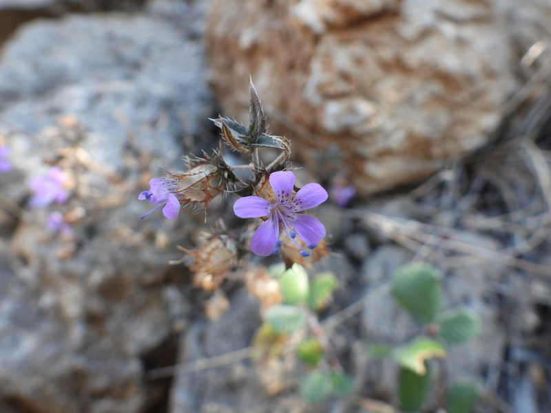 Loeselia greggii, photographed by Leticia Jiménez Hernández
