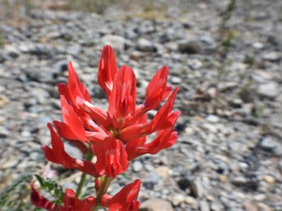Astragalus sanguineus, photographed by Leticia Jiménez Hernández