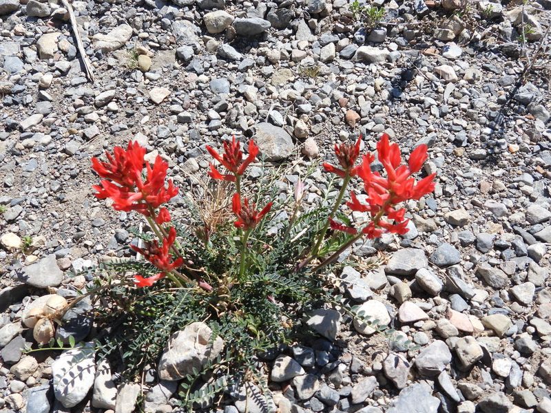 Astragalus sanguineus, photographed by Leticia Jiménez Hernández