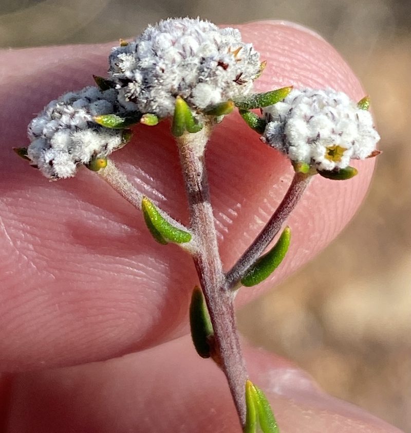 Phylica acmaephylla, photographed by Dave U